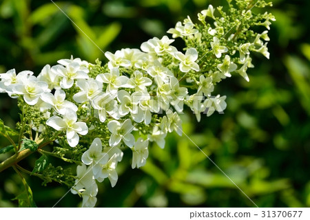 Hydrangea hydrangea (Kashiba hydrangea) Hydrangea hydrangea (Kashiba hydrangea) 31370677