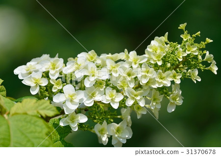 Hydrangea hydrangea (Kashiba hydrangea) Hydrangea hydrangea (Kashiba hydrangea) 31370678