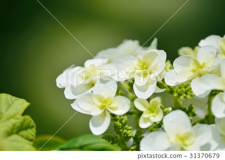 Hydrangea hydrangea (Kashiba hydrangea) 31370679