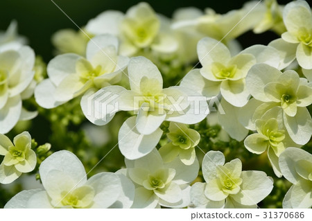 Hydrangea hydrangea (Kashiba hydrangea) 31370686
