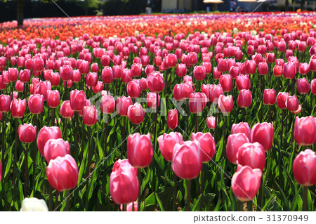 最前沿的1902年 31370949