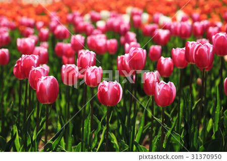 切割1903年 切割1903年 31370950