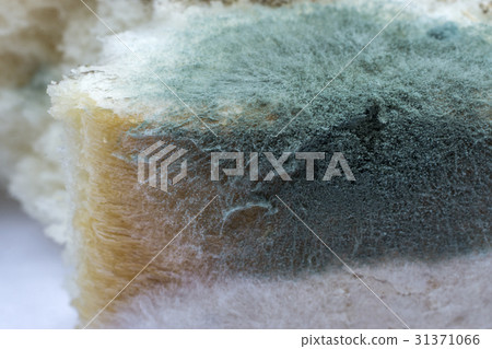 Macro picture of Mold on the bread. 31371066