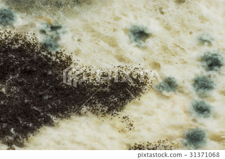 Macro picture of Mold on the bread. Macro picture of Mold on the bread. 31371068