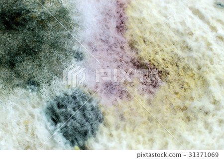 Macro picture of Mold on the bread. Macro picture of Mold on the bread. 31371069