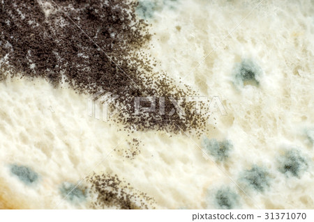 Macro picture of Mold on the bread. 31371070
