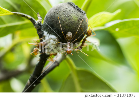 Ants and white aphids on the tree. 31371073