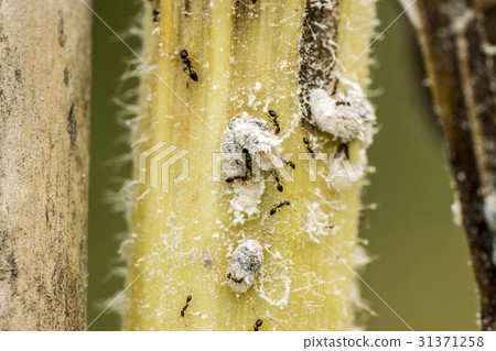 Ants and white aphids on the tree. 31371258