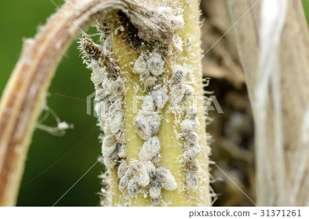 white aphids on the tree. 31371261