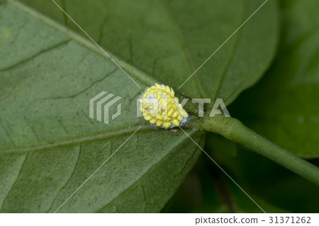 aphids on the tree. 31371262
