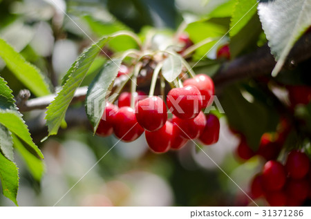 Red sweet cherries on the branch Red sweet cherries on the branch 31371286