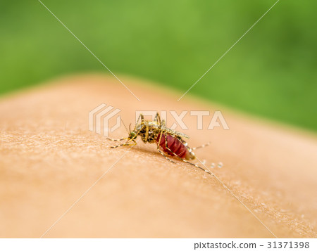 Close-up of a mosquito sucking blood. 31371398