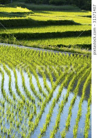 Seedlings growing in paddy fields 31371407