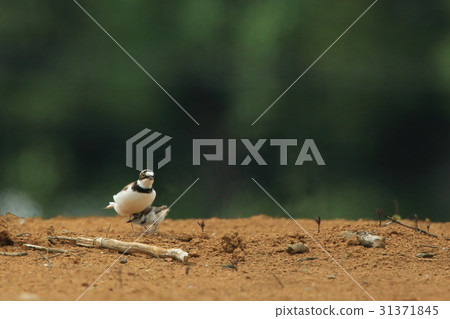 Living beings Childbirth in birds turmeric, suburban development areas. Chicks can take baits themselves, but sometimes are skinning? 31371845