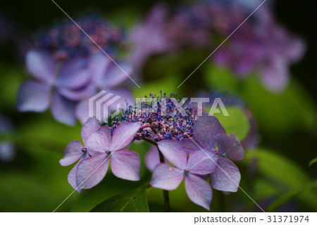 Yamah hydrangea 31371974