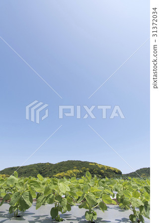 毛豆的領域 毛豆的領域 31372034