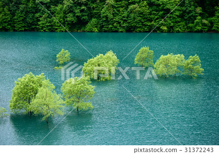 Spring of dam lake Akita prefecture Spring of dam lake Akita prefecture 31372243