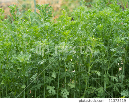 Shunkyu葡萄園 31372319