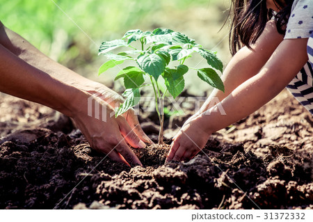Asian little girl helping his father to plant 31372332