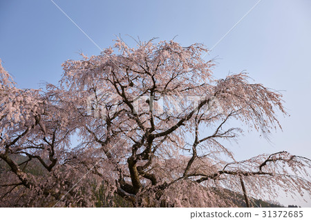 又兵衛櫻 31372685