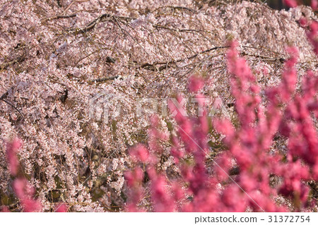 Cherry blossoms and peach blossoms 31372754