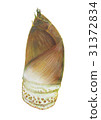 Bamboo shoots bamboo shoots takenoko 31372834