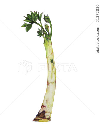 Yamado山Udo yamaudo 31372836