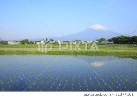 Upside-down Fuji Gotemba line reflected in rice fields 31374161