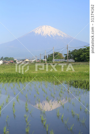 Upside-down Fuji Gotemba line reflected in rice fields 31374162