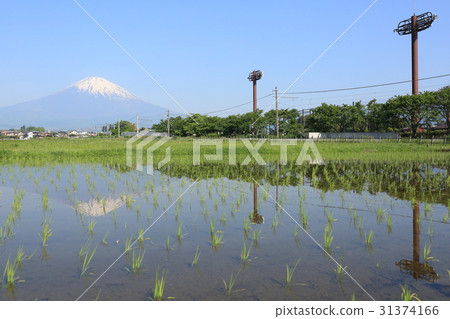顛倒的富士御殿場線反映在稻田裡 31374166