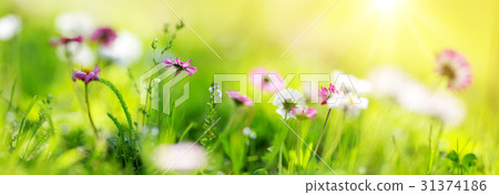 Field with dandelions. Closeup of yellow spring 31374186
