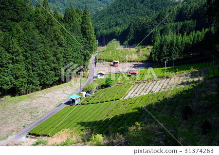 Tea plantation in Shizuoka mountain area Tea plantation in Shizuoka mountain area 31374263