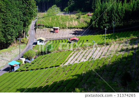 Tea plantation in Shizuoka mountain area 31374265