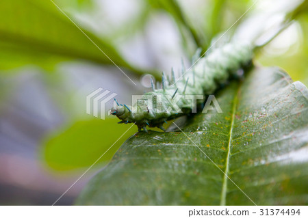 Green caterpillar with horns on a tropical leaf Green caterpillar with horns on a tropical leaf 31374494
