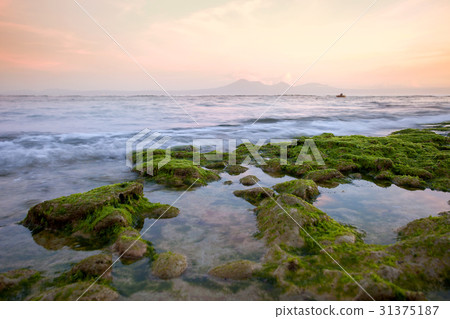 Rocky shore covered with green algae in the early Rocky shore covered with green algae in the early 31375187