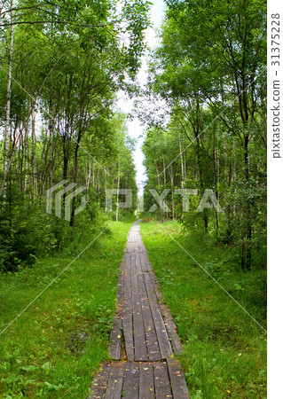 Path in the woods lined with boards 31375228