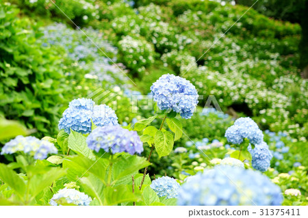 Odawara Castle Ruins Hydrangea Odawara Castle Ruins Hydrangea 31375411