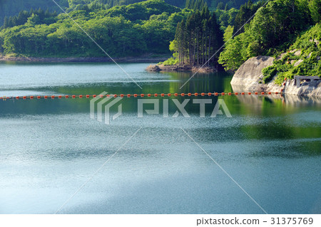 Tsugaru Shirakami lake of fresh green (Miyama Lake, Tsugaru Dam) 31375769