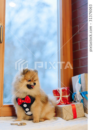 The portrait of the German Spitz in modern pet 31376063