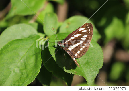 葉子上的Commuze 葉子上的Commuze 31376073