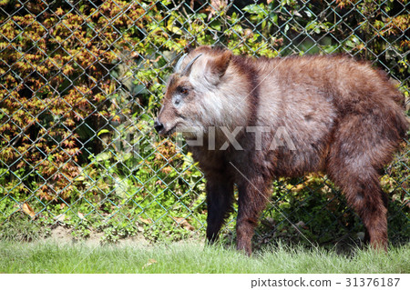 Japanese serow 31376187