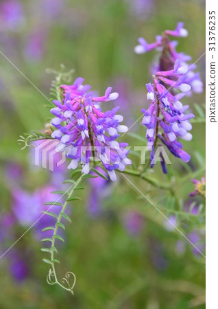 淺川的初夏就像這個八王子市 31376235