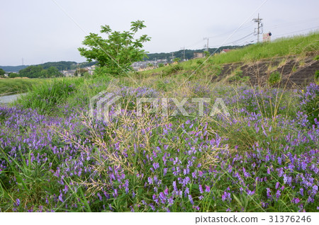 Asakawa's early summer is like this Hachioji City Asakawa's early summer is like this Hachioji City 31376246