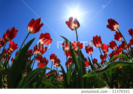 Churupppu 1605 31376501