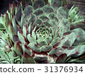 仙人掌（Selperubium Blue Boy） 31376934