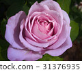 Fujiro no Rose·Blue Moon 31376935