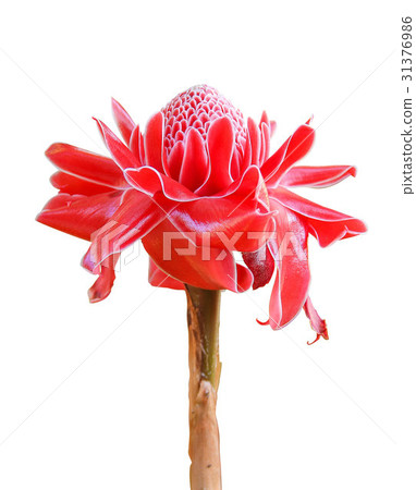 etlingera elatior flower 31376986