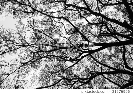 Tree branches black and white Tree branches black and white 31376996