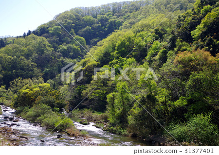 Fresh green blue sky River Satoyama Fresh green blue sky River Satoyama 31377401