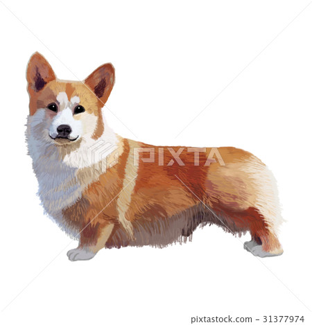 Corgi smile Corgi smile 31377974